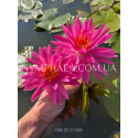Nymphaea Pink Silk (Нимфея Пинк Силк)