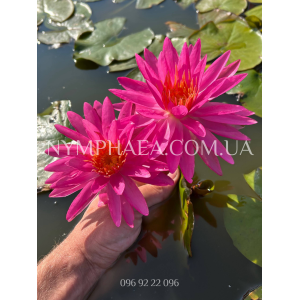 Nymphaea Pink Silk (...
