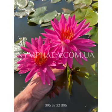Nymphaea Pink Silk (Німфея Пінк Сілк)