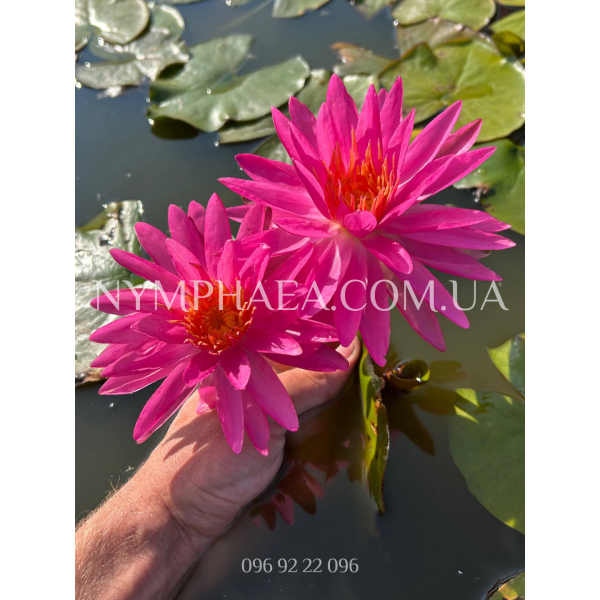 Nymphaea Pink Silk (Німфея Пінк Сілк)