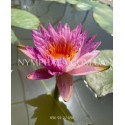 Nymphaea Pleiades (Німфея Плеядес)