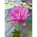 Nymphaea Pleiades (Німфея Плеядес)