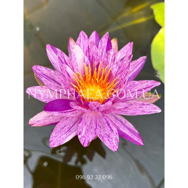 Nymphaea Pleiades (Нимфея Плеядес)