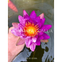 Nymphaea Pleiades (Німфея Плеядес)