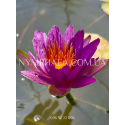 Nymphaea Pleiades (Німфея Плеядес)