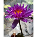 Nymphaea Purple Cone (Нимфея Пёрпл Кон)