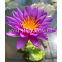 Nymphaea Purple Cone (Нимфея Пёрпл Кон)