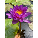 Nymphaea Purple Cone (Нимфея Пёрпл Кон)