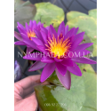 Nymphaea Purple Cone (Нимфея Пёрпл Кон)