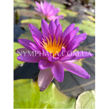 Nymphaea Purple Cone (Нимфея Пёрпл Кон)