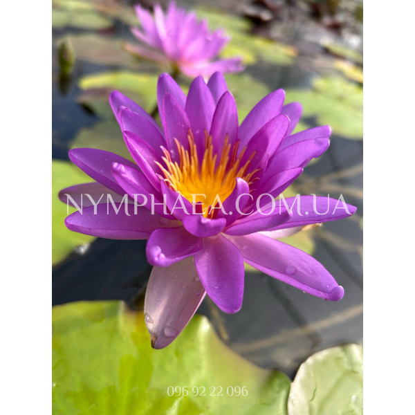 Nymphaea Purple Cone (Німфея Пьорпл Кон)