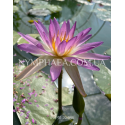 Nymphaea Purple Damsefly (Нимфея Пёрпл Демсифлай)