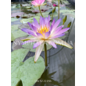 Nymphaea Purple Damsefly (Нимфея Пёрпл Демсифлай)