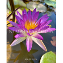 Nymphaea Purple Damsefly (Нимфея Пёрпл Демсифлай)