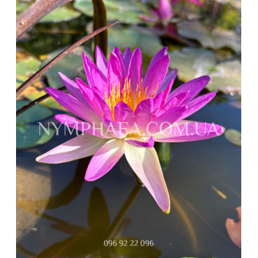 Nymphaea Purple Damsefly (Нимфея Пёрпл Демсифлай)