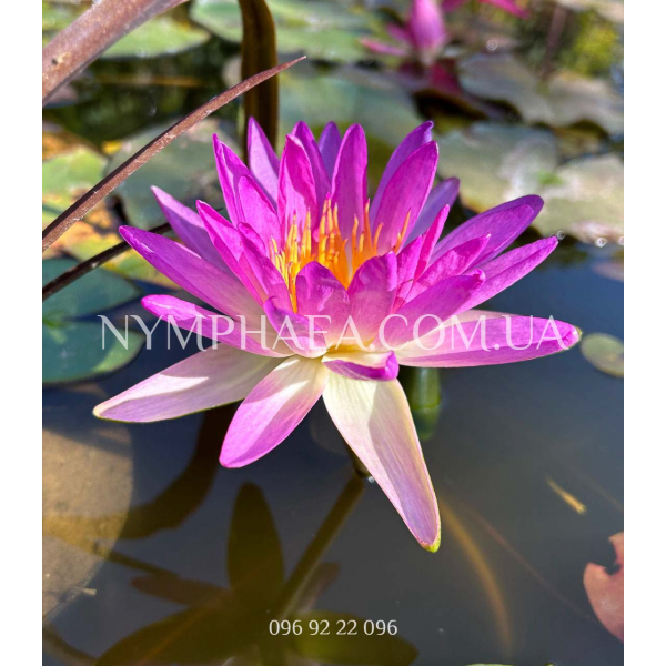 Nymphaea Purple Damsefly (Нимфея Пёрпл Демсифлай)
