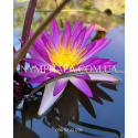 Nymphaea Purple Damsefly (Нимфея Пёрпл Демсифлай)