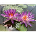 Nymphaea Purple Damsefly (Нимфея Пёрпл Демсифлай)