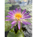 Nymphaea Purple Damsefly (Нимфея Пёрпл Демсифлай)