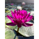 Nymphaea Purple Fantasy (Нимфея Пёрпл Фентези)
