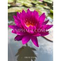 Nymphaea Purple Fantasy (Нимфея Пёрпл Фентези)