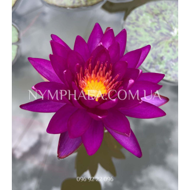Nymphaea Purple Fantasy (Нимфея Пёрпл Фентези)