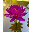 Nymphaea Purple Fantasy (Нимфея Пёрпл Фентези)