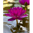 Nymphaea Purple Fantasy (Нимфея Пёрпл Фентези)