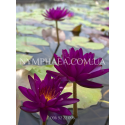 Nymphaea Purple Fantasy (Нимфея Пёрпл Фентези)