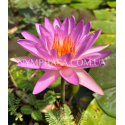 Nymphaea Purple Lucent (Німфея Пьорпл Люцент)