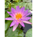Nymphaea Purple Lucent (Німфея Пьорпл Люцент)