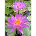 Nymphaea Purple Lucent (Німфея Пьорпл Люцент)