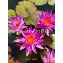 Nymphaea Purple Lucent (Німфея Пьорпл Люцент)