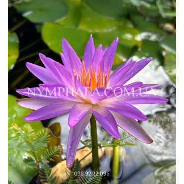 Nymphaea Purple Lucent (Нимфея Пёрпл Люсент)