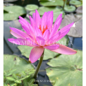 Nymphaea Purple Lucent (Німфея Пьорпл Люцент)