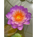 Nymphaea Queen Sirikit (Німфея Квін Сірікіт)