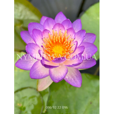 Nymphaea Queen Sirikit (Нимфея Квин Сирикит)