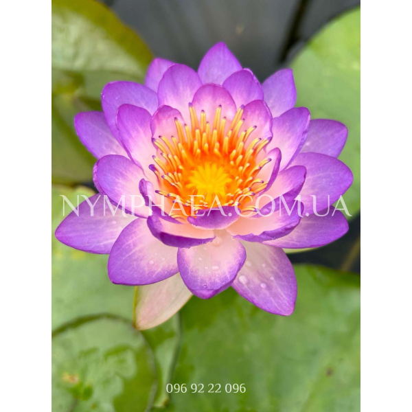 Nymphaea Queen Sirikit (Нимфея Квин Сирикит)