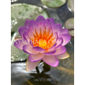Nymphaea Queen Sirikit (Німфея Квін Сірікіт)