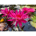 Nymphaea Red Super Star (Німфея Ред Супер Стар)