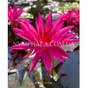 Nymphaea Red Super Star (Німфея Ред Супер Стар)