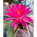 Nymphaea Red Super Star (Німфея Ред Супер Стар)