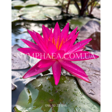 Nymphaea Red Super Star (Нимфея Ред Супер Стар)
