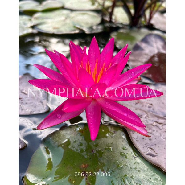 Nymphaea Red Super Star (Нимфея Ред Супер Стар)