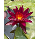 Nymphaea Sangria (Нимфея Сангрия)