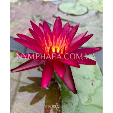 Nymphaea Sangria (Нимфея Сангрия)