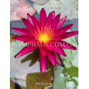 Nymphaea Sangria (Нимфея Сангрия)