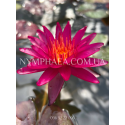 Nymphaea Sangria (Нимфея Сангрия)