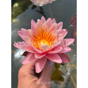 Nymphaea Siam Glory (Нимфея Сиам Глори)