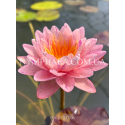 Nymphaea Siam Glory (Нимфея Сиам Глори)